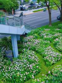 🌿驚！市區居然藏著「莫奈花園」級綠化帶！
