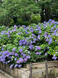 東京賞繡球花 | 多摩川台公園祕境