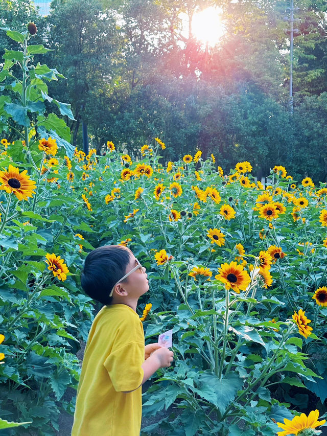 深圳福田的寶子們衝啊！🆕超近市中心的向日葵花海現身市民中心🌻不用遠赴郊區，地鐵直達就能擁抱整片金燦燦的浪漫！