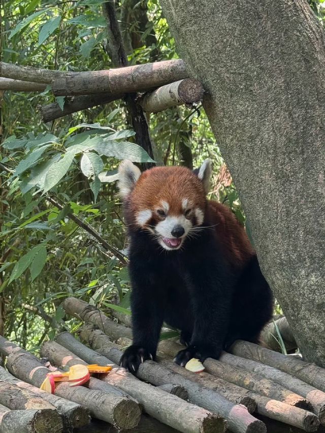 都江堰現狀｜千萬不要直接去。