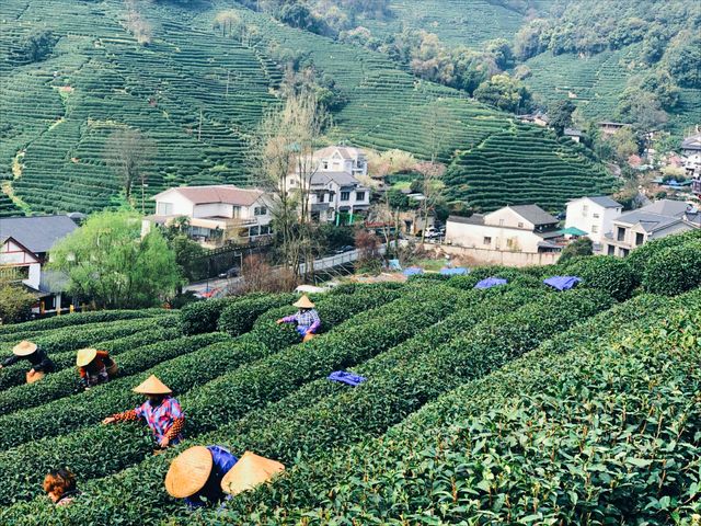 浙江|杭州 龍井村 旅遊攻略