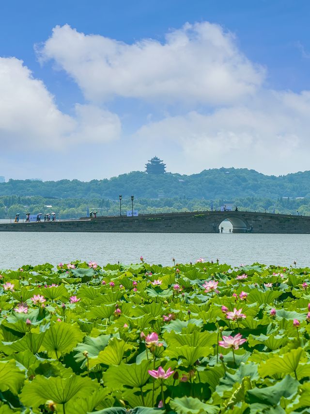 西湖嘅夏天真係正到爆