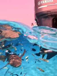 🌊 Snorkeling in Paradise: A Maldives Dream Come True! 🤿✨