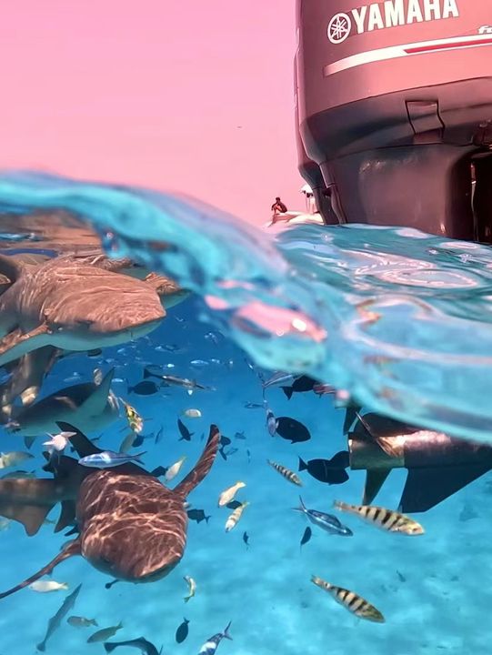 🌊 Snorkeling in Paradise: A Maldives Dream Come True! 🤿✨