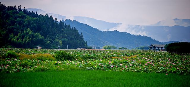 【夏日賞荷】南平五夫：朱熹故里，邂逅盛放的千畝紅蓮