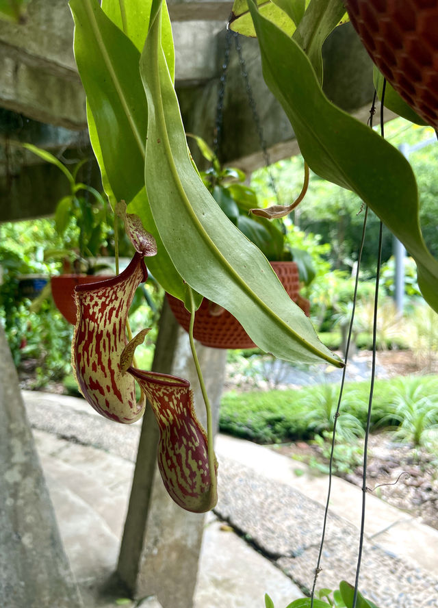 西雙版納day3曼聽公園+中科院植物園