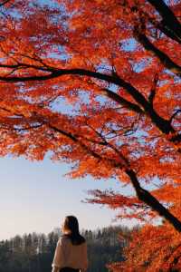 莫干山蔓庭花園別墅｜楓葉編織的秋日夢幻
