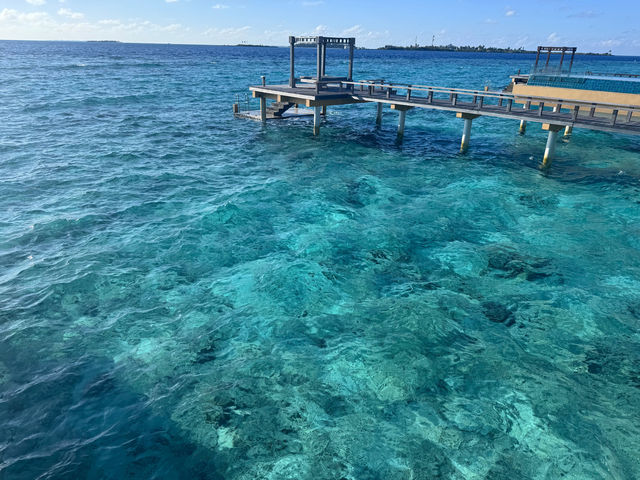 Sophie's Exceptional Care Enriches Island Vacation