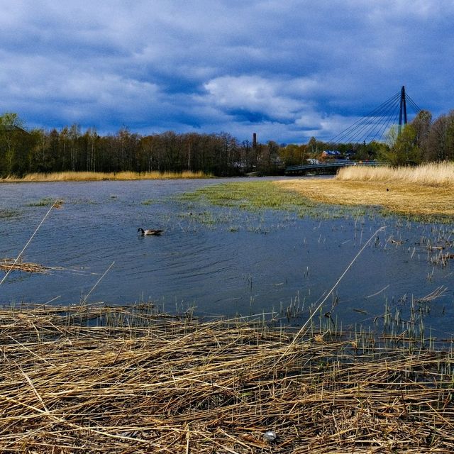 🌲 Helsinki’s Best Nature Spots: Where the City Breathes Green