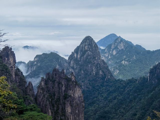 團結松，雨傘松，大王松皆迎客松