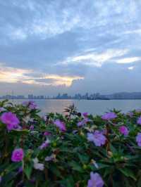 海灣公園賞花指南