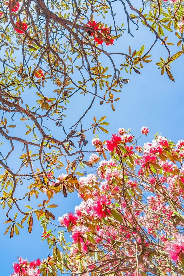 花又開好了-貴州畢節百里杜鵑花大賞