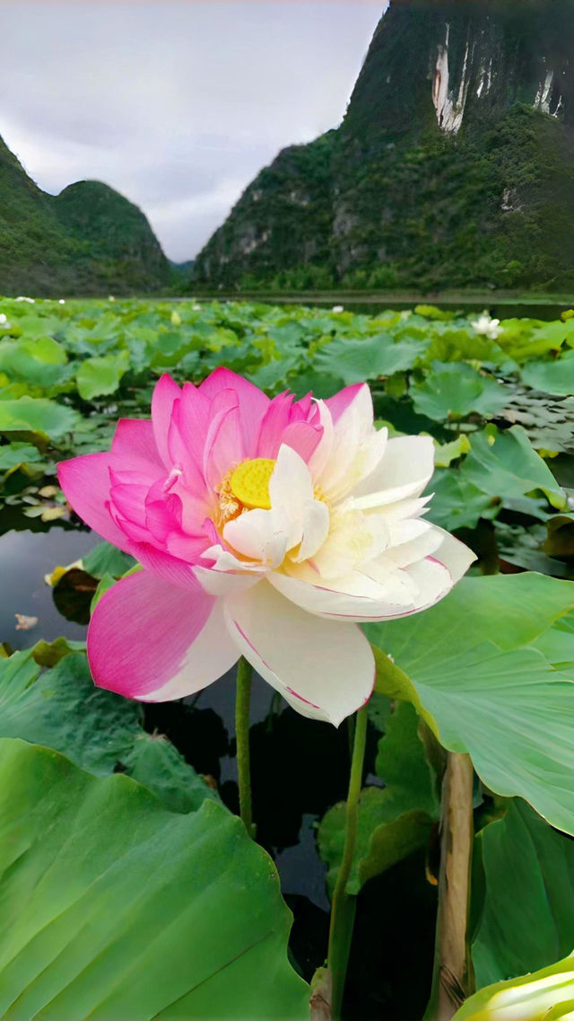 普者黑｜現實版世外桃源 四看這一篇 就夠了