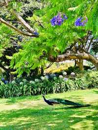 洛杉磯植物園 孔雀園 蓋蒂中心 天文台