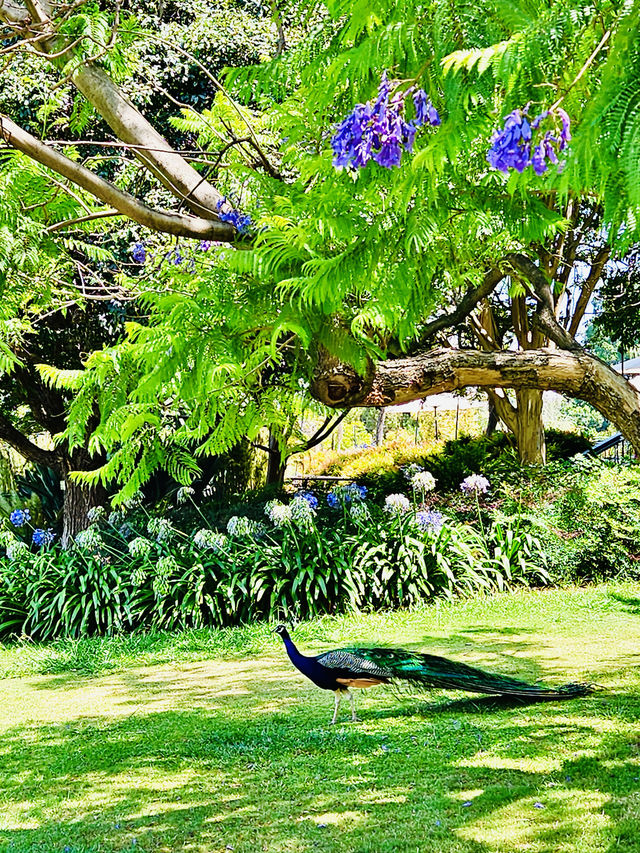 洛杉磯植物園 孔雀園 蓋蒂中心 天文台