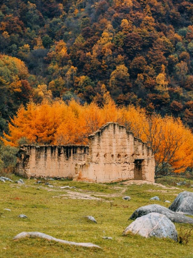 留壩紅葉秦嶺南麓的秋日童話，限時綻放