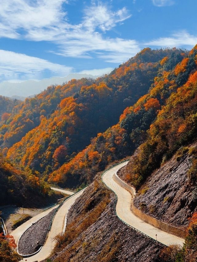 留壩紅葉秦嶺南麓的秋日童話，限時綻放