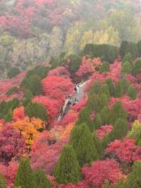 濟南絕美紅葉季趵突泉+紅葉谷週末遊攻略