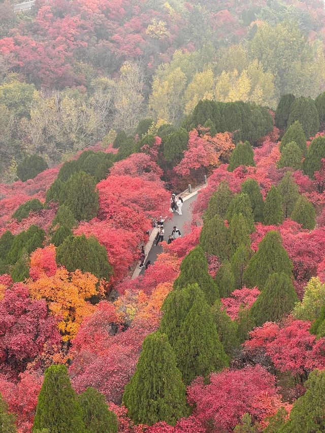 濟南絕美紅葉季趵突泉+紅葉谷週末遊攻略 濟南絕美紅葉季趵突泉+紅葉谷週末遊攻略