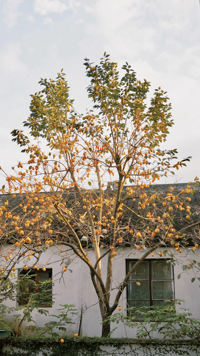 蘇州|這棵柿子樹已經紅啦 蘇州|這棵柿子樹已經紅啦
