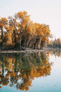 塔里木胡楊林國家森林公園一日遊攻略