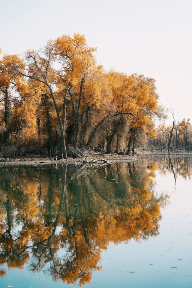 塔里木胡楊林國家森林公園一日遊攻略 塔里木胡楊林國家森林公園一日遊攻略