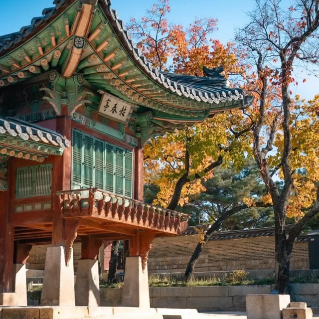 🍂 서울 가을, 2만 걸음으로 만나는 황금의 추억