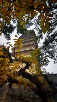 秋日去小雁塔感受歷史的厚重與自然和諧交融吧