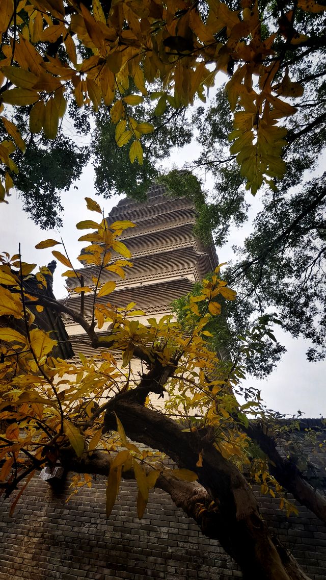 秋日去小雁塔感受歷史的厚重與自然和諧交融吧