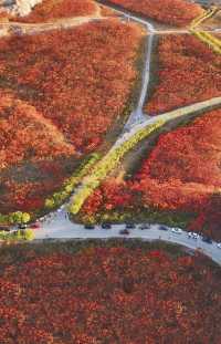 蔣福山紅葉林攻略:京津冀秋日秘境,漫山紅楓美到窒息!