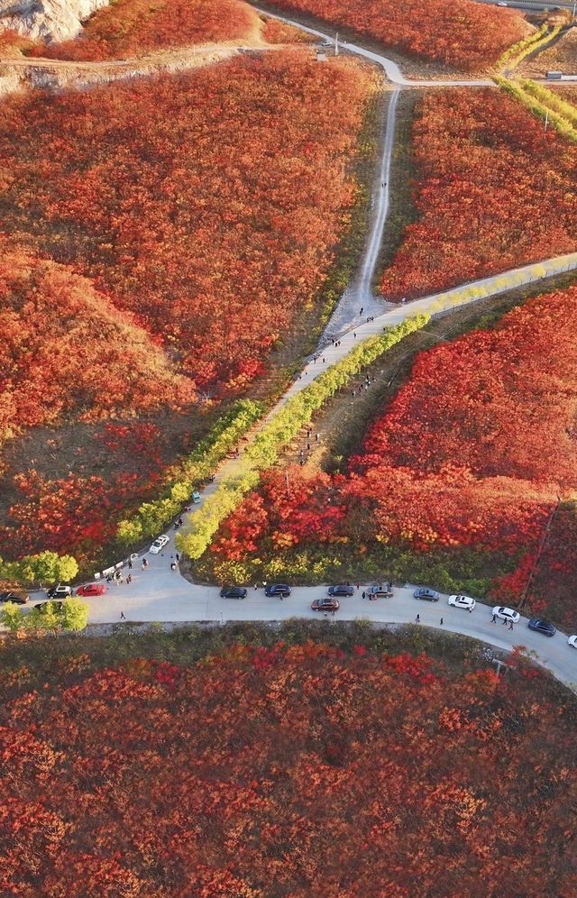 蔣福山紅葉林攻略:京津冀秋日秘境,漫山紅楓美到窒息! 蔣福山紅葉林攻略:京津冀秋日秘境,漫山紅楓美到窒息!