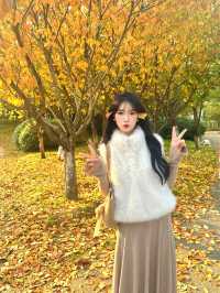 西安小眾賞秋秘境浐灞濕地公園銀杏打卡攻略