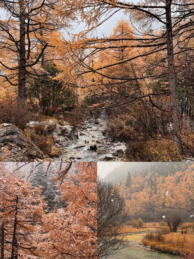 在川西拍到了……