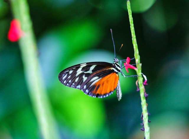 蝴蝶與自然溫室 Key West