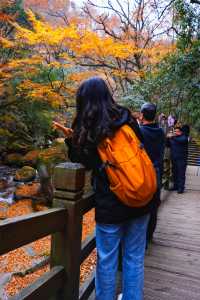 親子徒步看紅葉寶藏地，十八月潭保姆級攻略