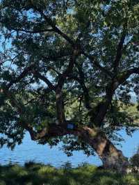 西湖隱世古樹治癒指南