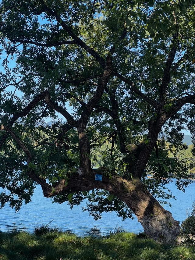 西湖隱世古樹治癒指南