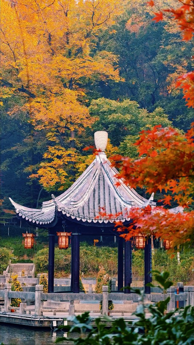 南京棲霞山秋色實測｜銀杏金黃楓葉漸變，下週顏值巔峰！