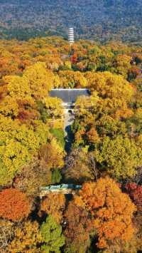 南京靈谷寺賞秋秘境