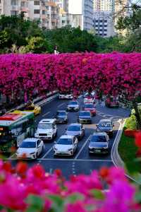 廣州冬日限定|全城最美的粉紅色三角梅花海打卡點