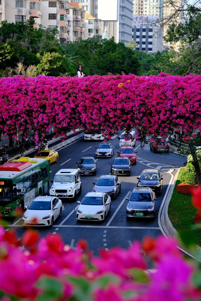 廣州冬日限定|全城最美的粉紅色三角梅花海打卡點 廣州冬日限定|全城最美的粉紅色三角梅花海打卡點