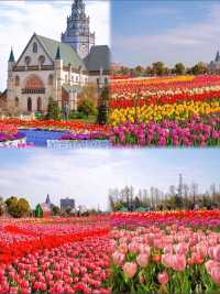 鹽城新秘境｜荷蘭花海：穿越歐式童話的浪漫風暴