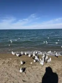 冬季青海湖美哭了..