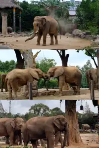 30歲小登一人5h 免門票遊上海野生動物園