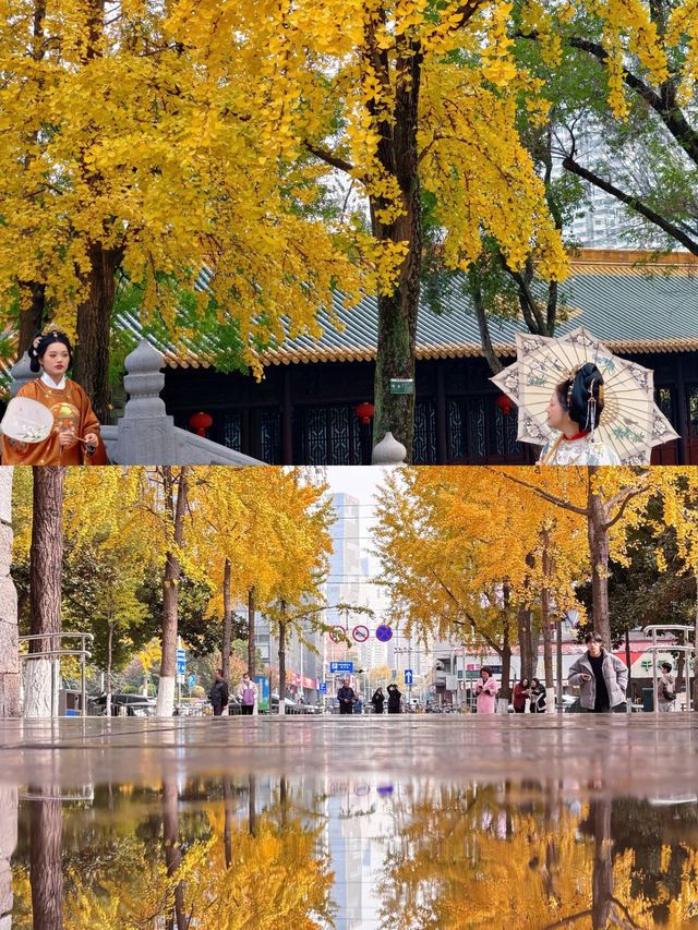 南京一日賞秋最優路線不繞路打卡3大銀杏秘境 南京一日賞秋最優路線不繞路打卡3大銀杏秘境