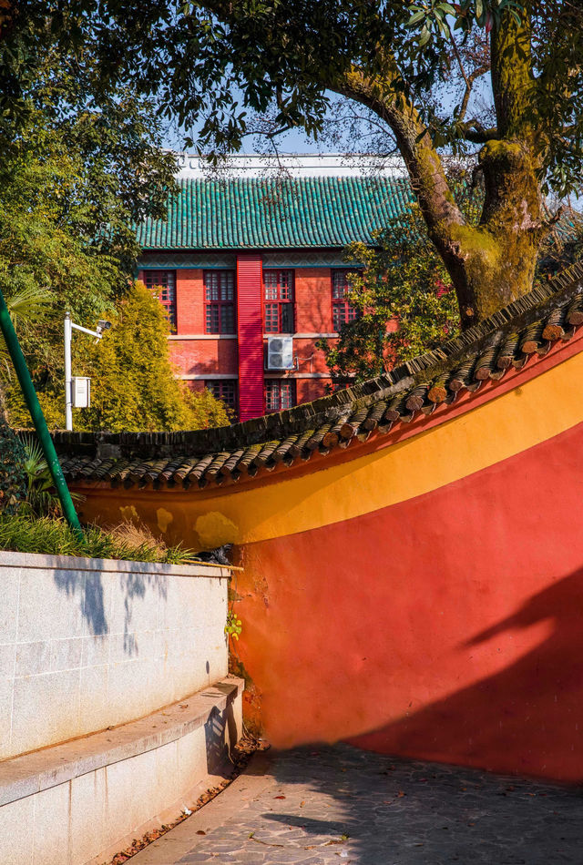 嶽麓書院旁秘徑！長沙秋日打卡天花板