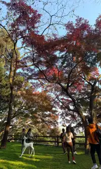 全屏打開莫干山的秋實況也太美了