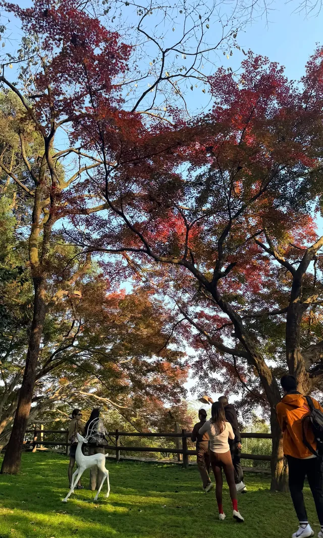 全屏打開莫干山的秋實況也太美了 全屏打開莫干山的秋實況也太美了