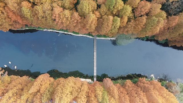 長潭崗水杉林秋色絢爛