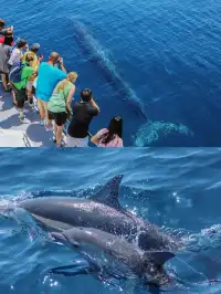 奧克蘭 | 隱藏玩法 與鯨魚海豚浪漫邂逅